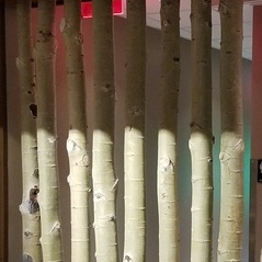 Decorative Aspen Poles, Logs